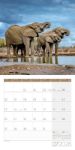 Bild von Elefanten Kalender 2026 - 30x30