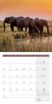 Bild von Elefanten Kalender 2026 - 30x30