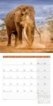 Bild von Elefanten Kalender 2026 - 30x30