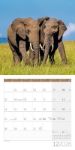 Bild von Elefanten Kalender 2026 - 30x30