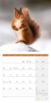Bild von Eichhörnchen Kalender 2026 - 30x30