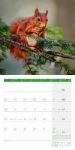 Bild von Eichhörnchen Kalender 2026 - 30x30