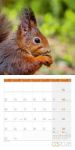 Bild von Eichhörnchen Kalender 2026 - 30x30