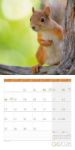 Bild von Eichhörnchen Kalender 2026 - 30x30