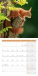 Bild von Eichhörnchen Kalender 2026 - 30x30