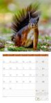Bild von Eichhörnchen Kalender 2026 - 30x30