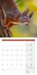 Bild von Eichhörnchen Kalender 2026 - 30x30