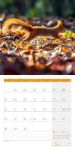 Bild von Eichhörnchen Kalender 2026 - 30x30