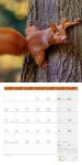 Bild von Eichhörnchen Kalender 2026 - 30x30