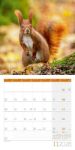 Bild von Eichhörnchen Kalender 2026 - 30x30