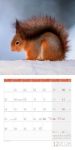 Bild von Eichhörnchen Kalender 2026 - 30x30