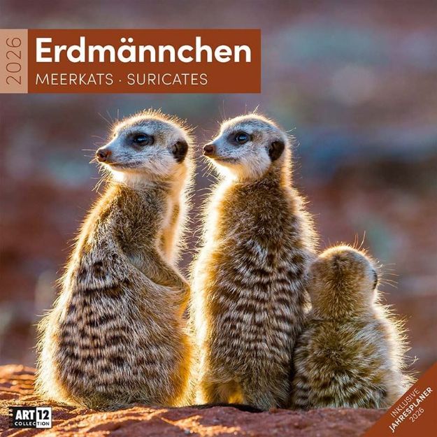 Bild von Erdmännchen Kalender 2026 - 30x30