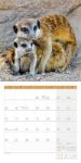 Bild von Erdmännchen Kalender 2026 - 30x30