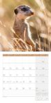 Bild von Erdmännchen Kalender 2026 - 30x30