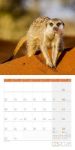 Bild von Erdmännchen Kalender 2026 - 30x30