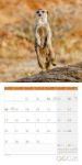 Bild von Erdmännchen Kalender 2026 - 30x30