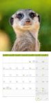 Bild von Erdmännchen Kalender 2026 - 30x30