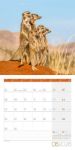 Bild von Erdmännchen Kalender 2026 - 30x30