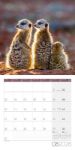Bild von Erdmännchen Kalender 2026 - 30x30