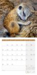 Bild von Erdmännchen Kalender 2026 - 30x30
