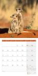 Bild von Erdmännchen Kalender 2026 - 30x30