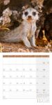 Bild von Erdmännchen Kalender 2026 - 30x30