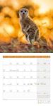 Bild von Erdmännchen Kalender 2026 - 30x30