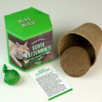 Bild von Anzuchtset Echte Katzenminze