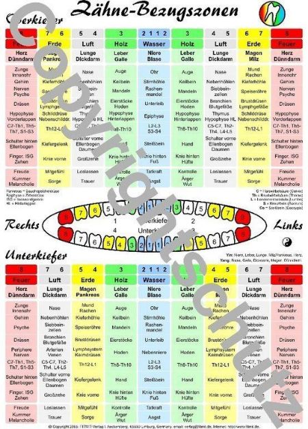 Bild von Zähne A5 Lehrtafel