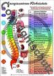 Bild von Energiezentrum Wirbelsäule A4 Lehrtafel