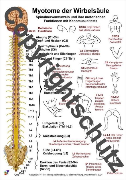 Bild von Myotome der Spinalnerven A3