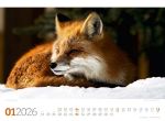 Bild von Tierwelt Wald Kalender 2026