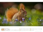 Bild von Tierwelt Wald Kalender 2026