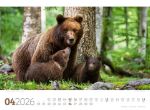 Bild von Tierwelt Wald Kalender 2026
