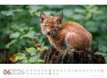 Bild von Tierwelt Wald Kalender 2026