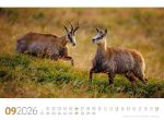 Bild von Tierwelt Wald Kalender 2026