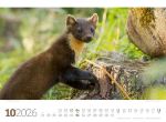 Bild von Tierwelt Wald Kalender 2026