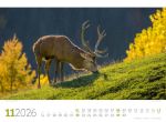 Bild von Tierwelt Wald Kalender 2026