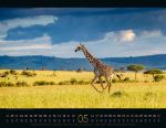 Bild von Wildes Afrika Kalender 2026