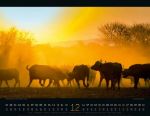 Bild von Wildes Afrika Kalender 2026