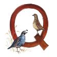 Bild von Q ALPHABET TILE