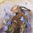Bild von HARE AND BLUEBELL COASTER