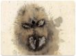 Bild von PRICKLES PLACEMAT