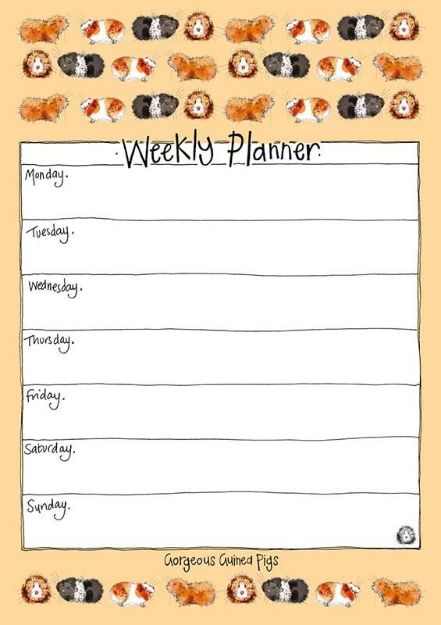 Bild von GORGEOUS GUINEA PIGS
