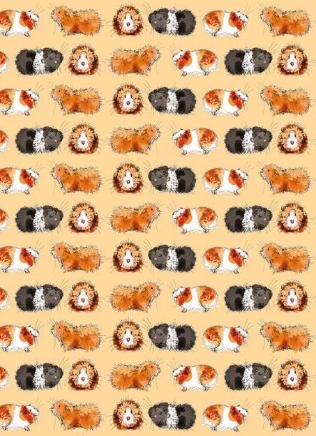 Bild von GORGEOUS GUINEA PIGS