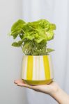 Bild von Blumentopf LIME AQUARELL