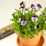 Bild von 6er-Pack Samenbomben für Blumen