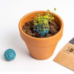 Bild von Biodiversity bombs display (36 pcs)