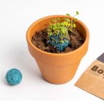 Bild von Exposant bombes de biodiversitè (36 pcs)
