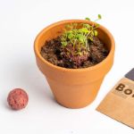 Bild von Espositore bombe di biodiversità (36 pcs)